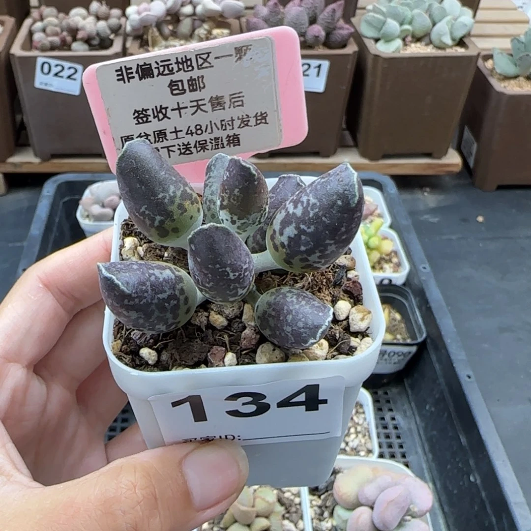 134紫肌海报二代