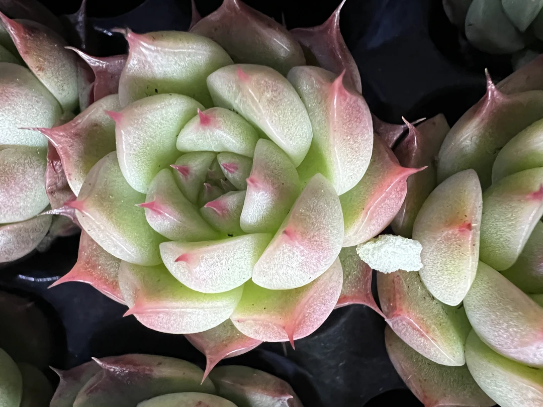 多肉杂交 长睫毛 多肉植物 随机发 满15包邮