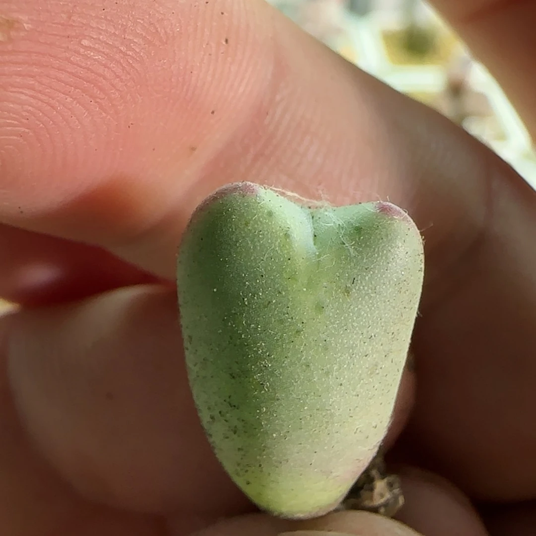 【闪购商品】18195白花皮卡丘苗三年