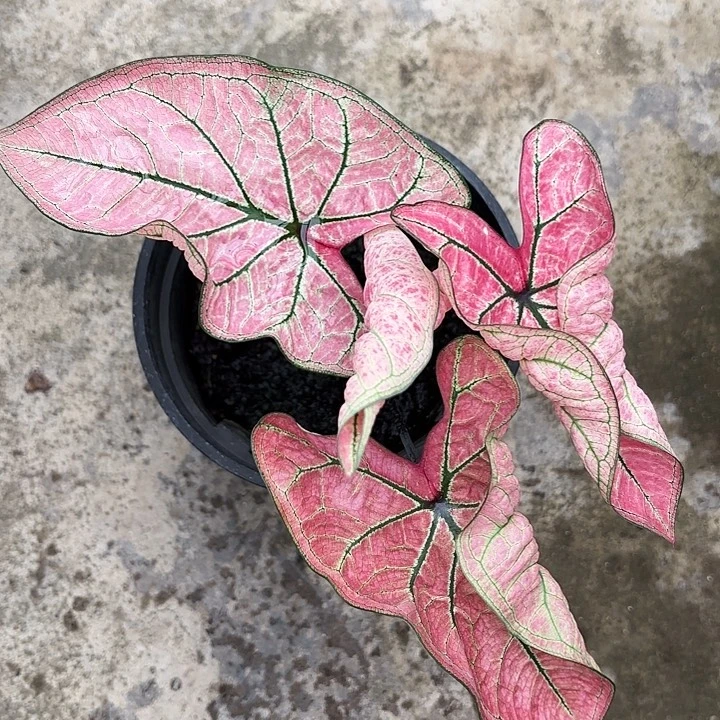 16-1103虾卷广东现货