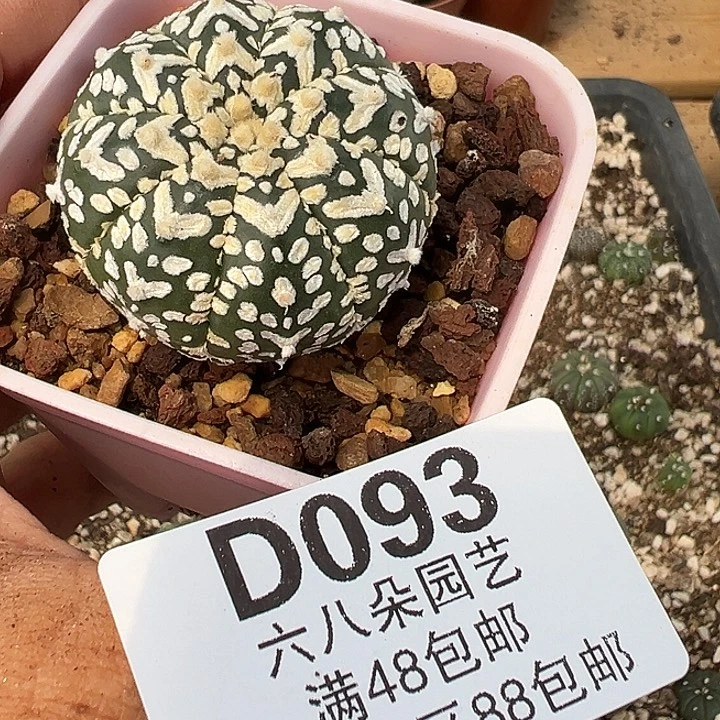 用***6093号实生兜多肉植物