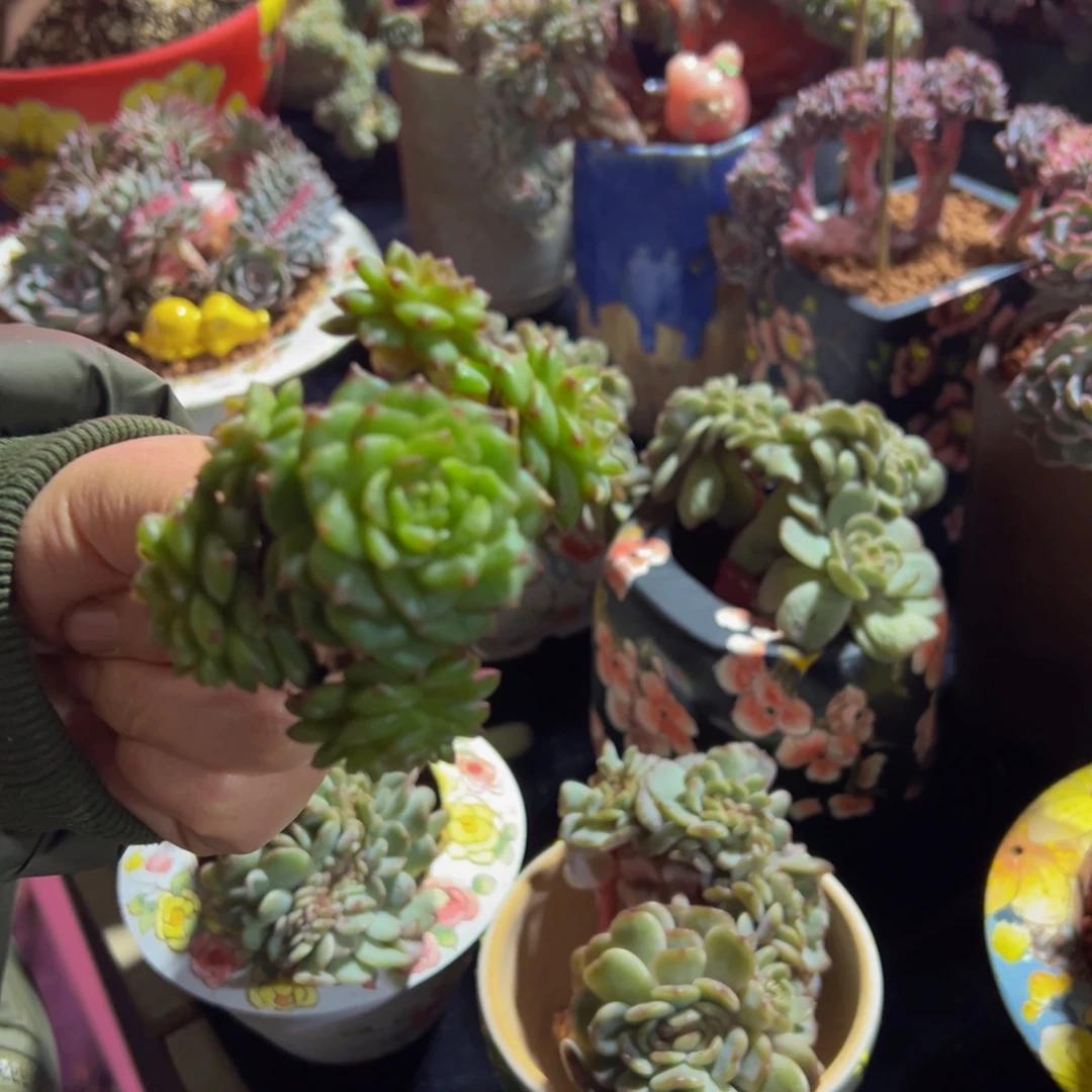 珍妮群生 天天开心