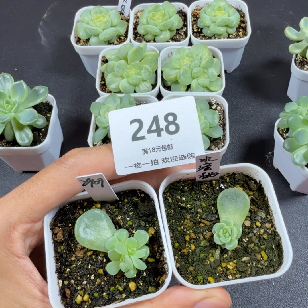 x***n甜心2909水蜜桃组合248