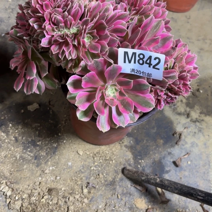 瑞妈，，。。。。。。842女巫缀，