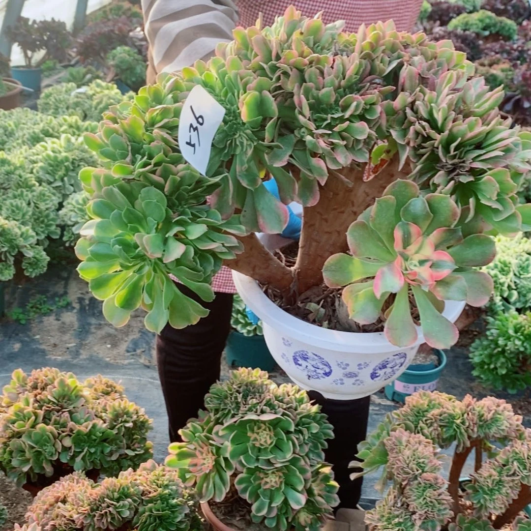 完全开放536号香妃缀化1颗多肉