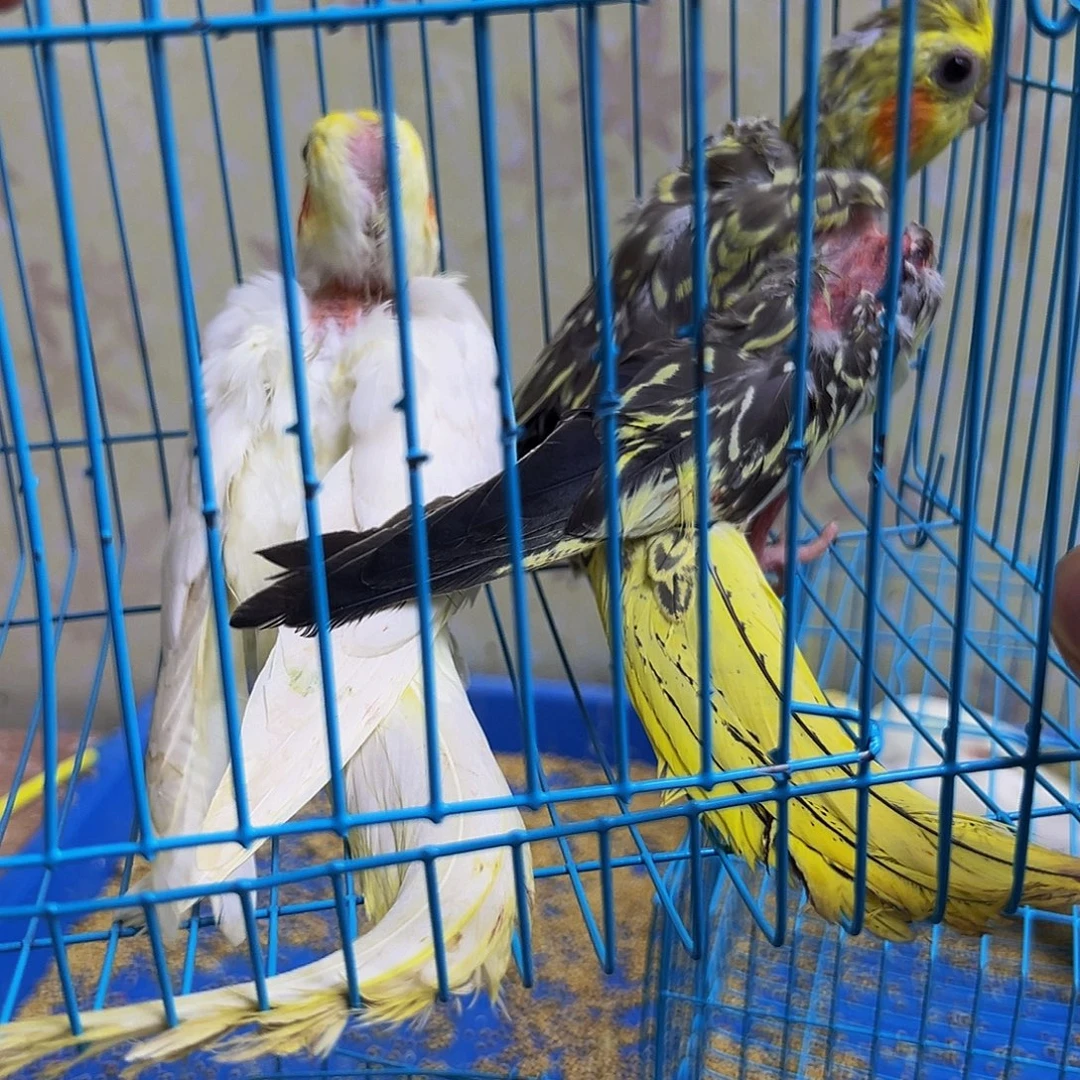 玄凤鹦鹉/鸡尾鹦鹉缺毛旋风206