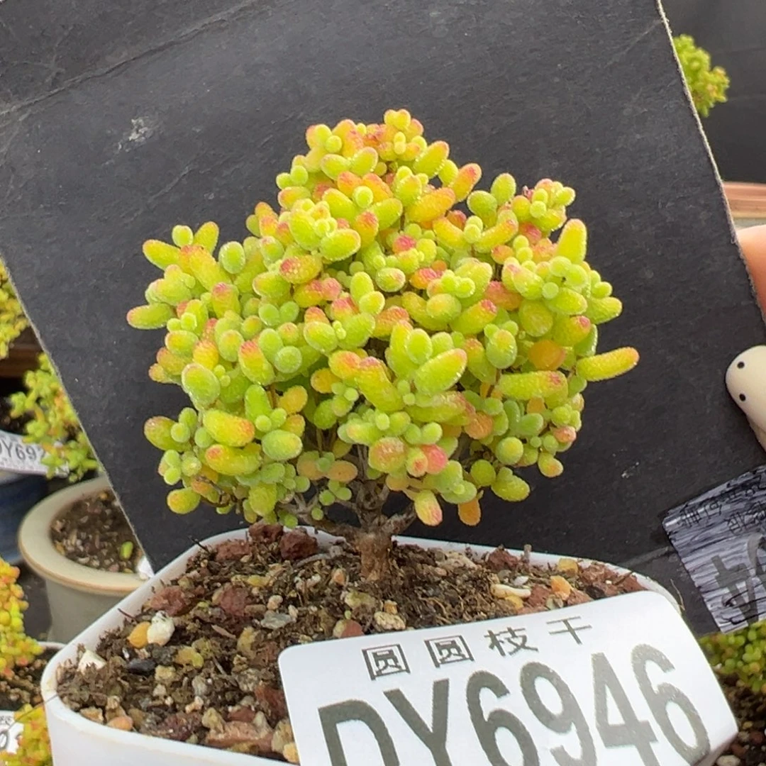 dy6946精控蜜橘糖球冠幅4.5cm