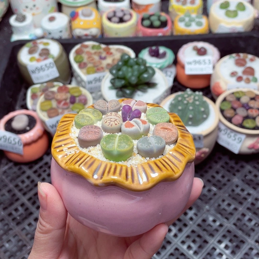 w9662 -零下地区拍保温箱-15支持寄养