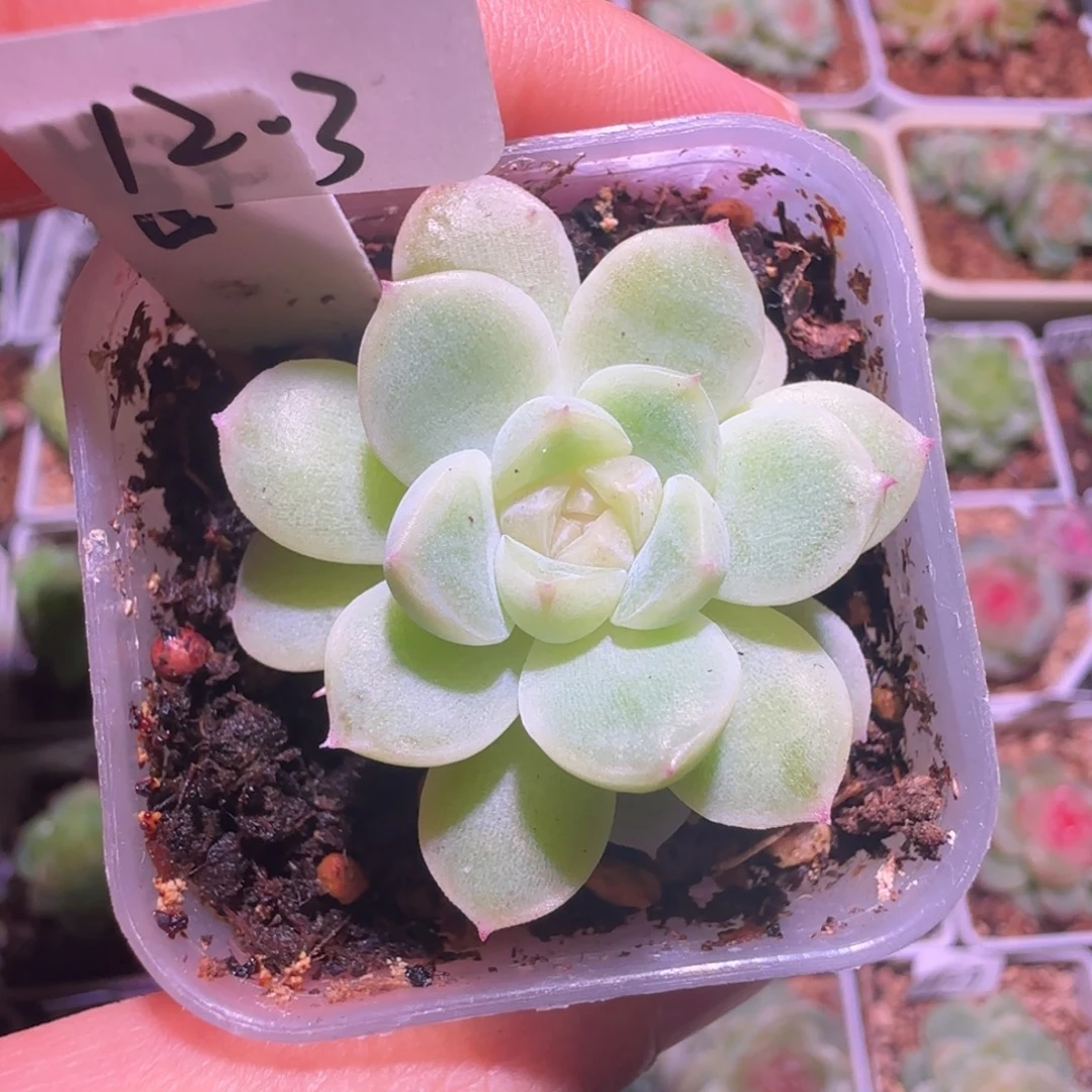 12-3福利甜心苍雪单头