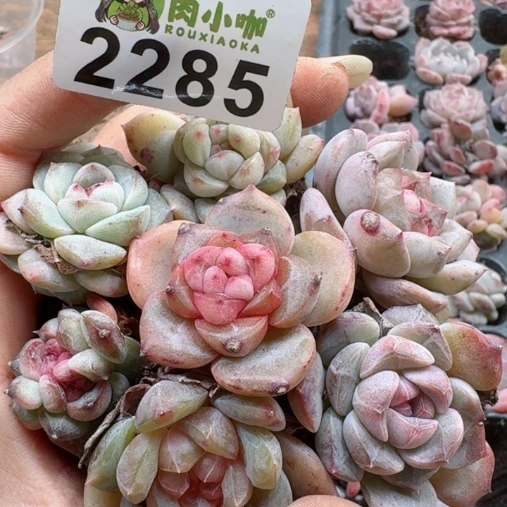 多肉植物多肉植物