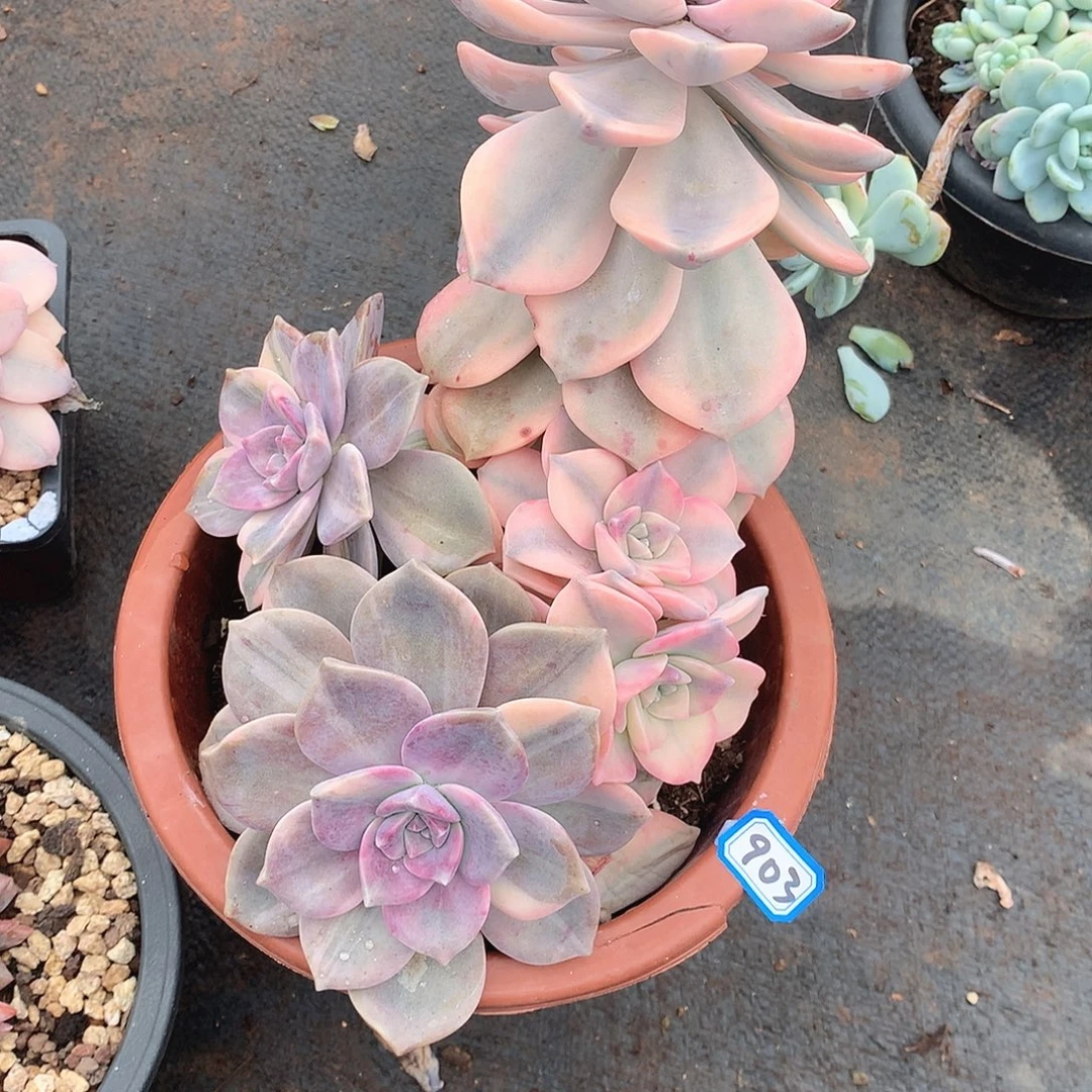 903紫乐锦 一物一拍多肉