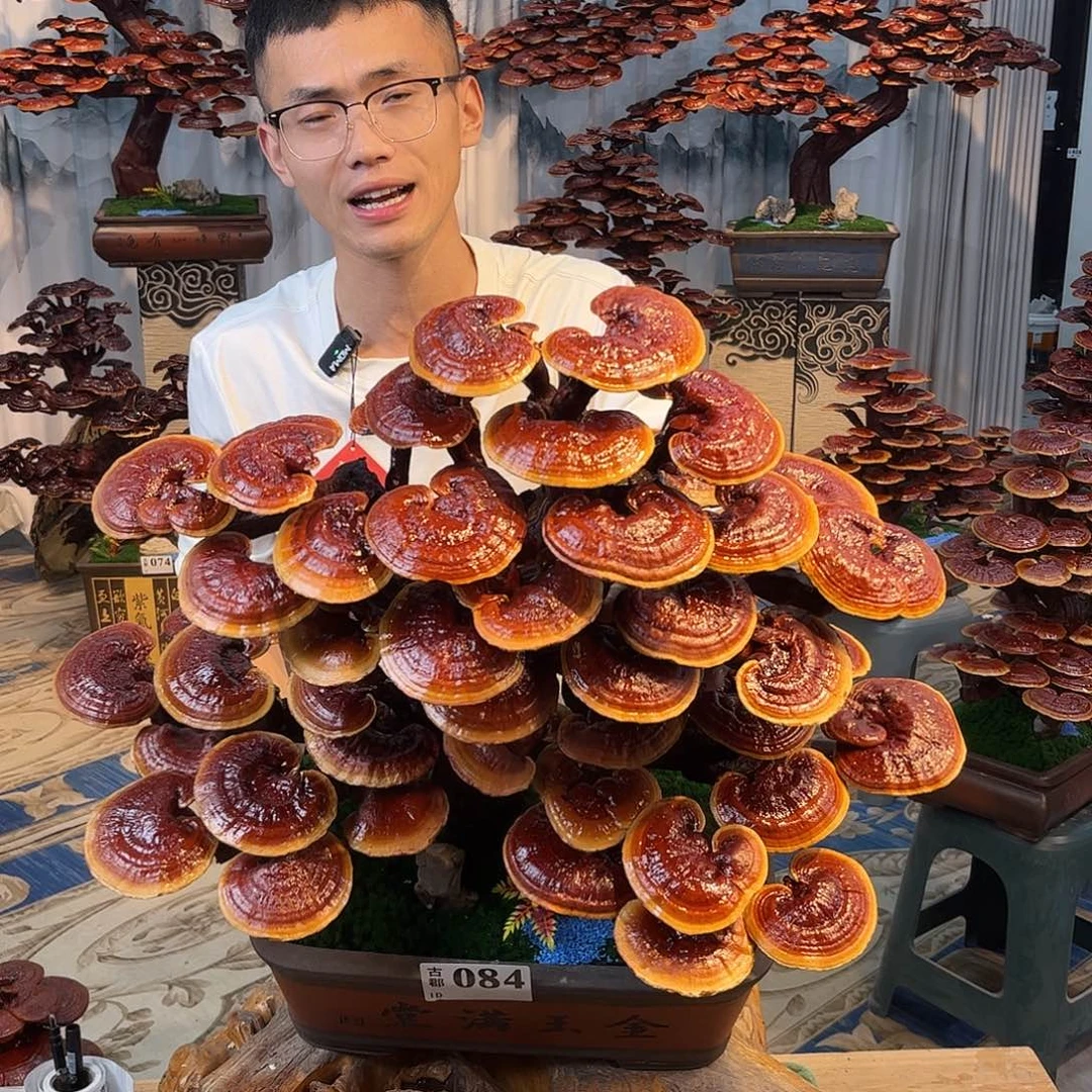 无花朵588888888888