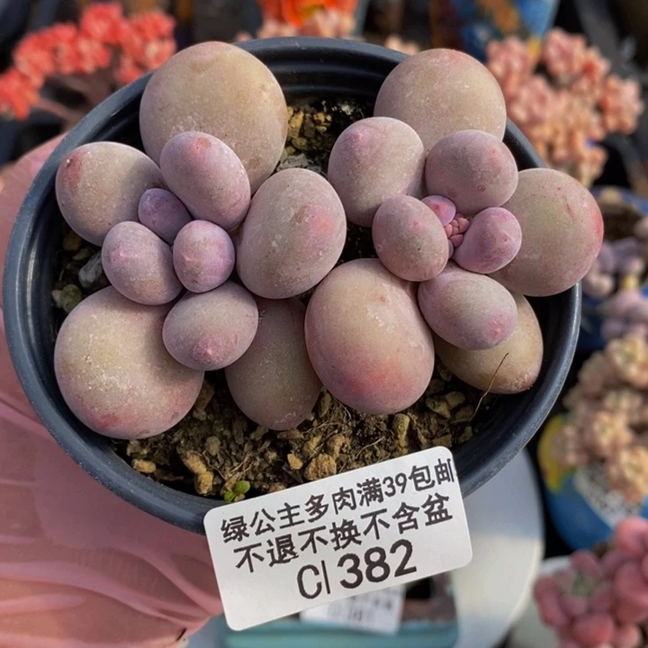 蛋黄奶8cm382多肉植物