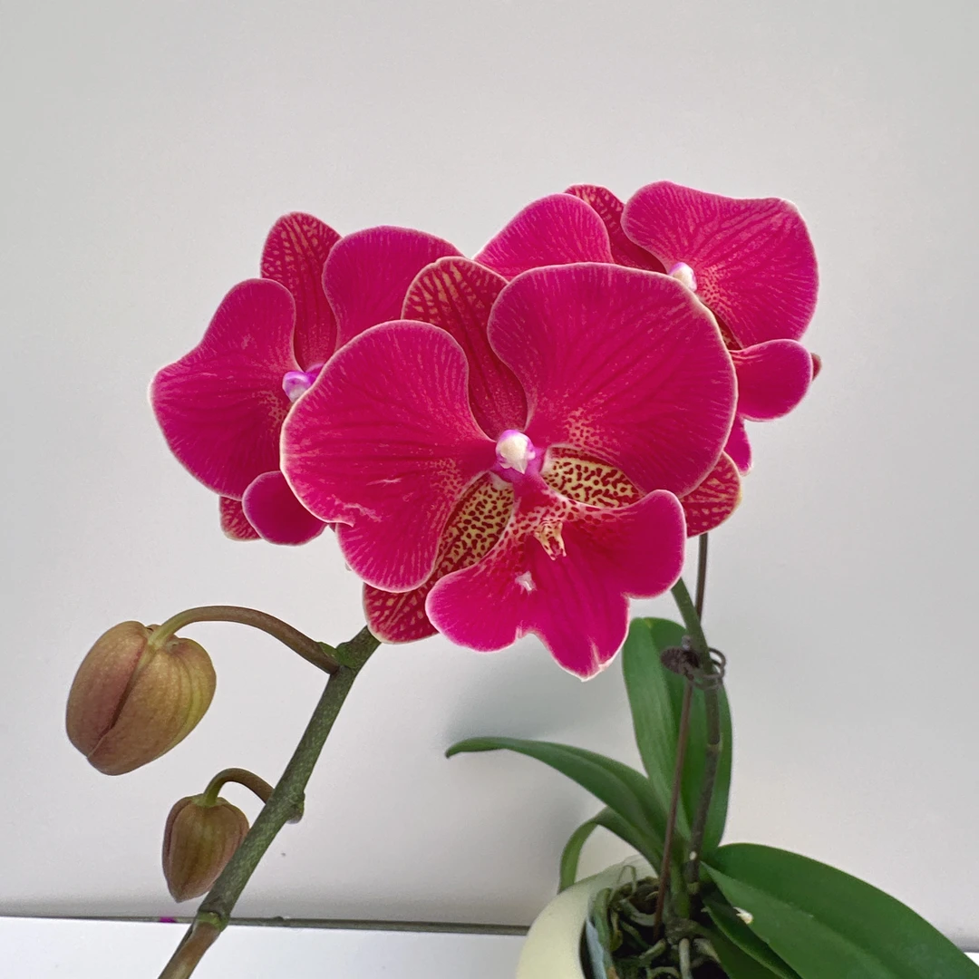 蝴蝶兰《花木兰】 高端花卉 送礼乔迁 好养耐养碧绿爆根 新手好养