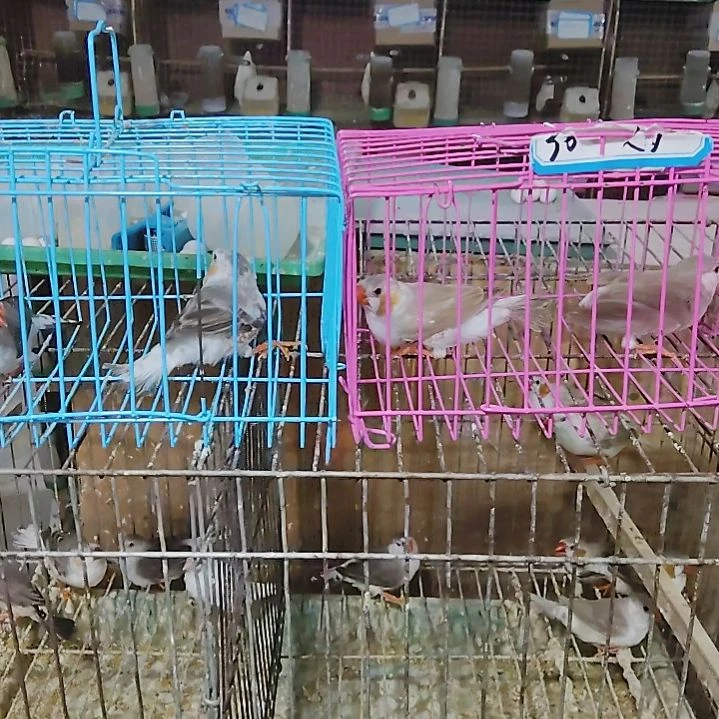 得***艺文鸟企鹅珍珠两对包活到家