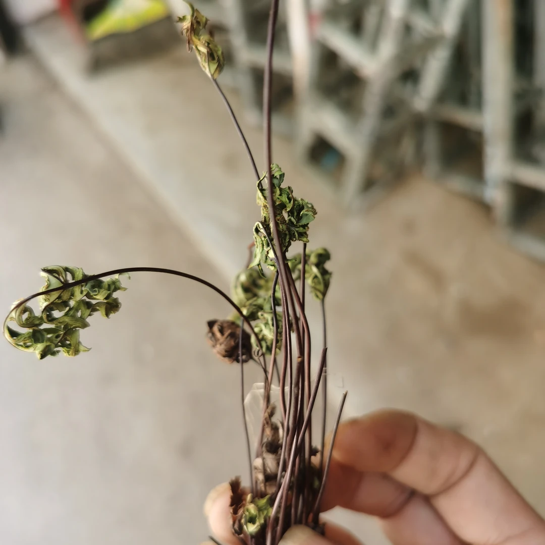 【分经草】秦岭南山山采分经草原草整棵