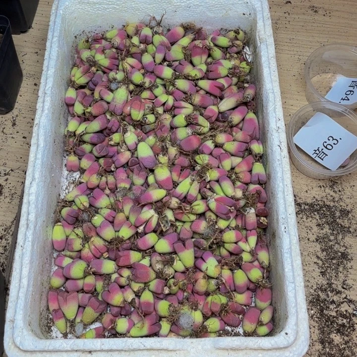 小****一多肉葡萄的季节65