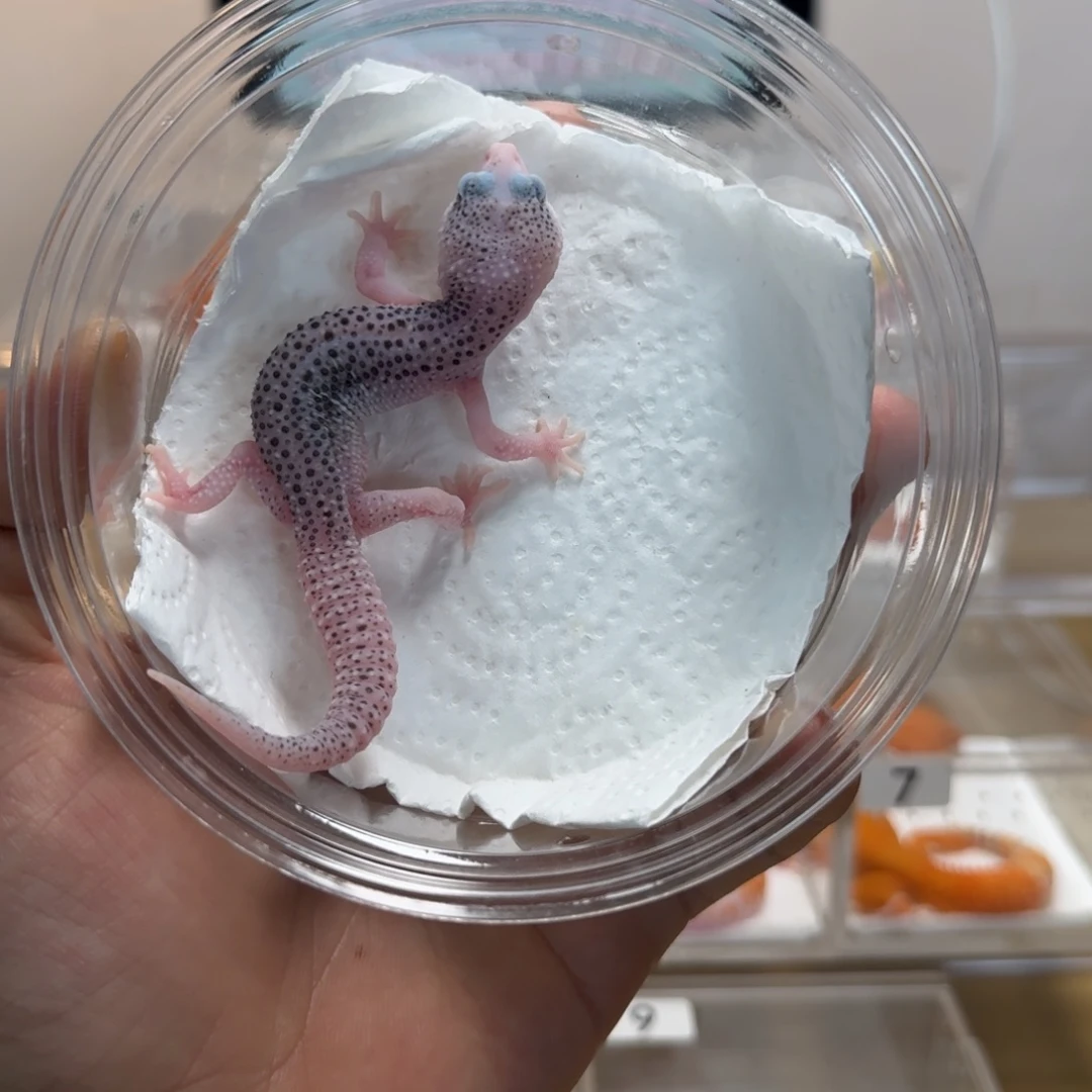 豹纹守宫黑洞妹妹