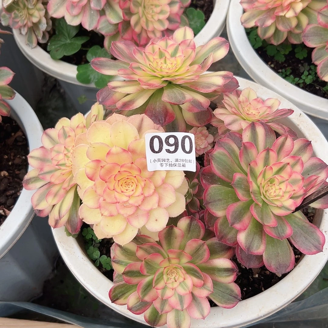 海神大手棒090多肉植物多肉植物