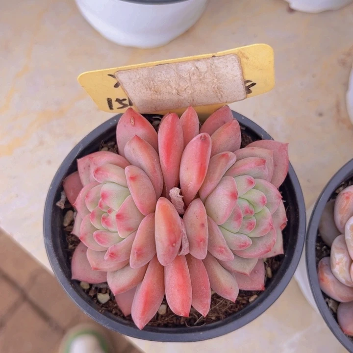 健健康康平平安安