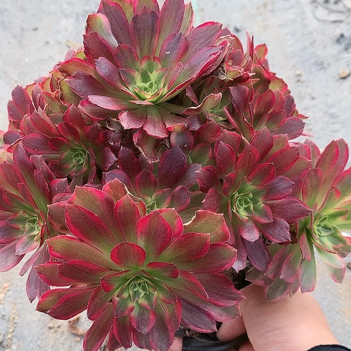 203安娜多肉植物