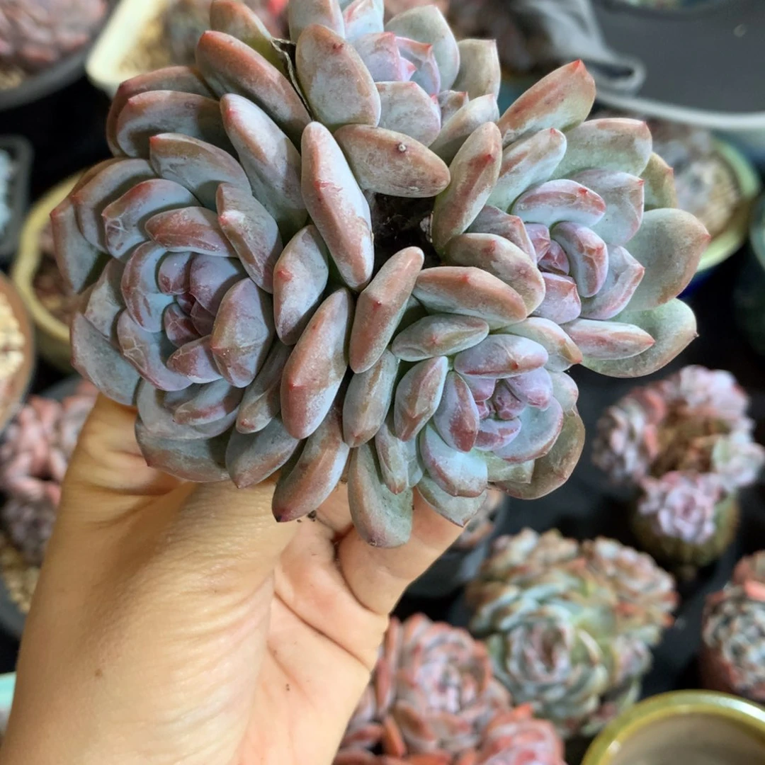 哈哈哈哈哈哈哈哈哈哈，