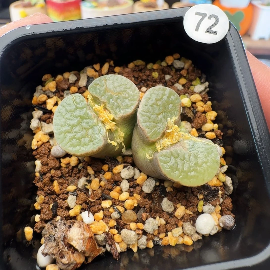 多肉植物福利肉锥72