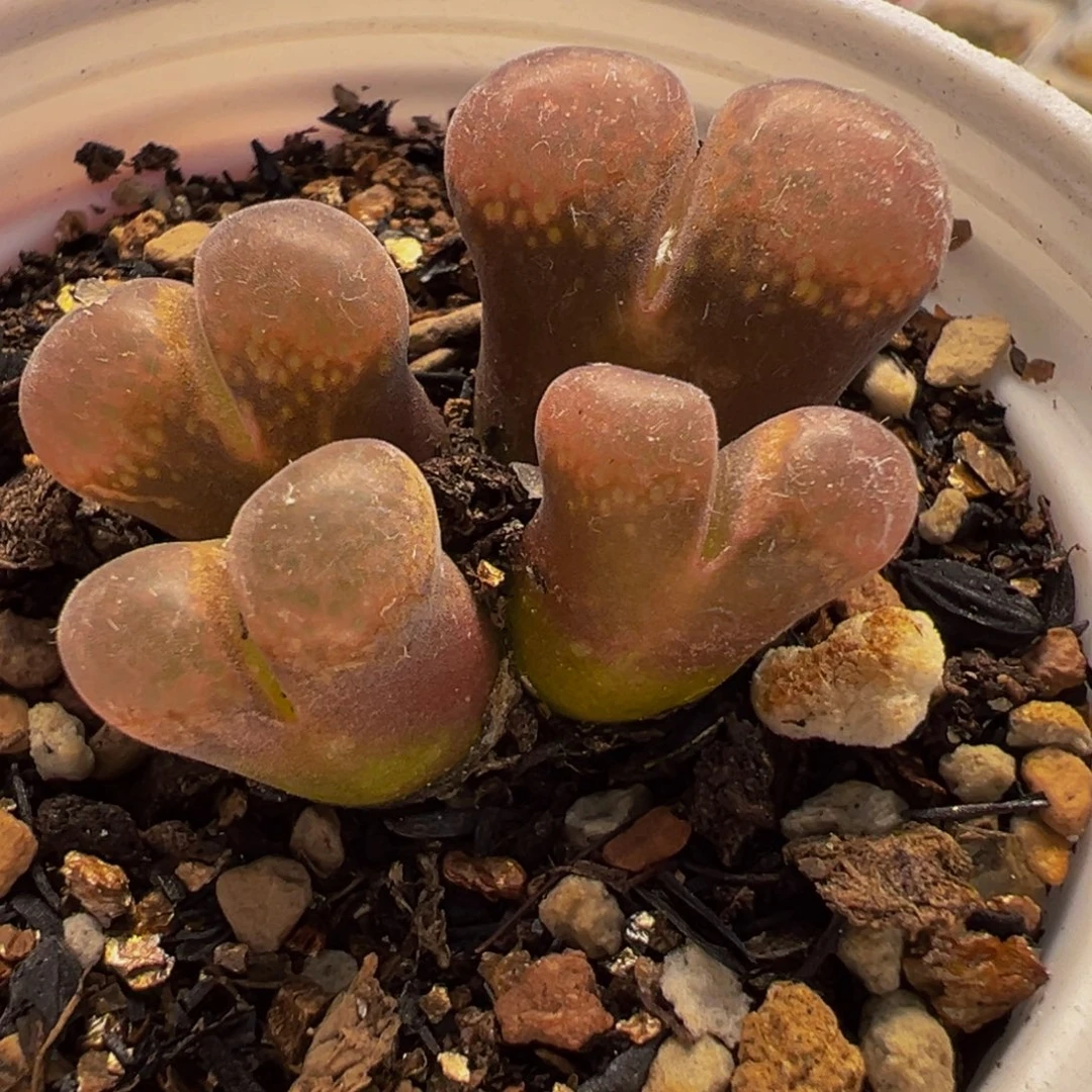 251多肉植物种类多样