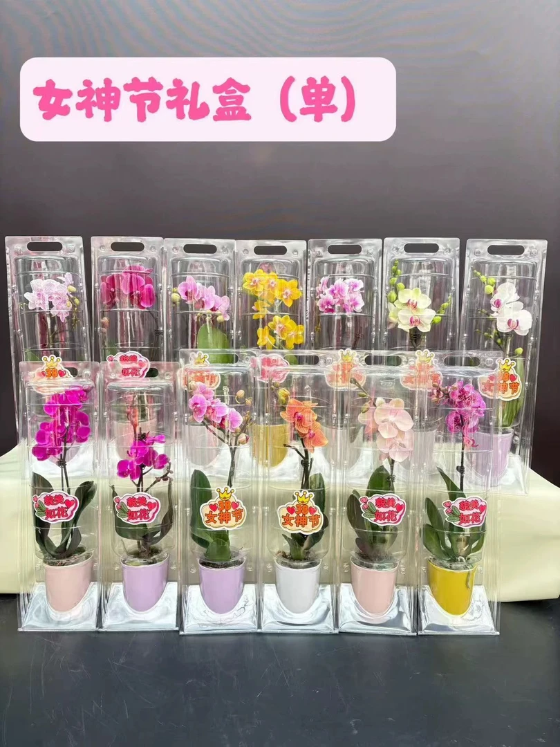 蝴蝶兰精品礼盒装高端兰花室内阳台花卉盆栽节日礼物