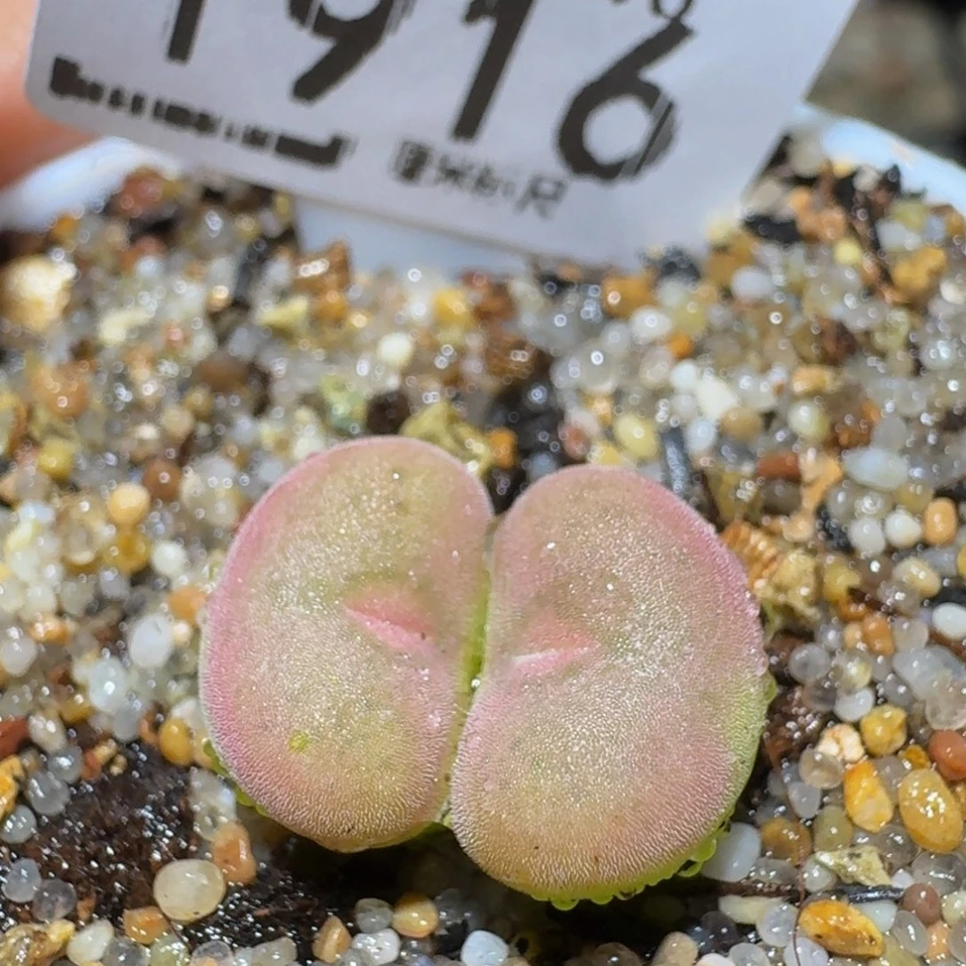 Ssss精品生石花1916