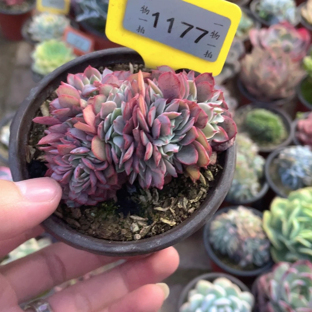 *****1177号多肉植物盆栽