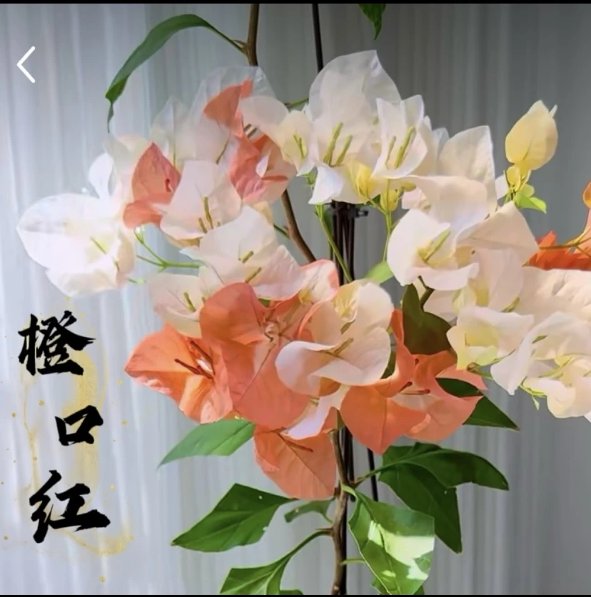 【橙口红】超新品袋苗三角梅公认勤花爆花品种包对版