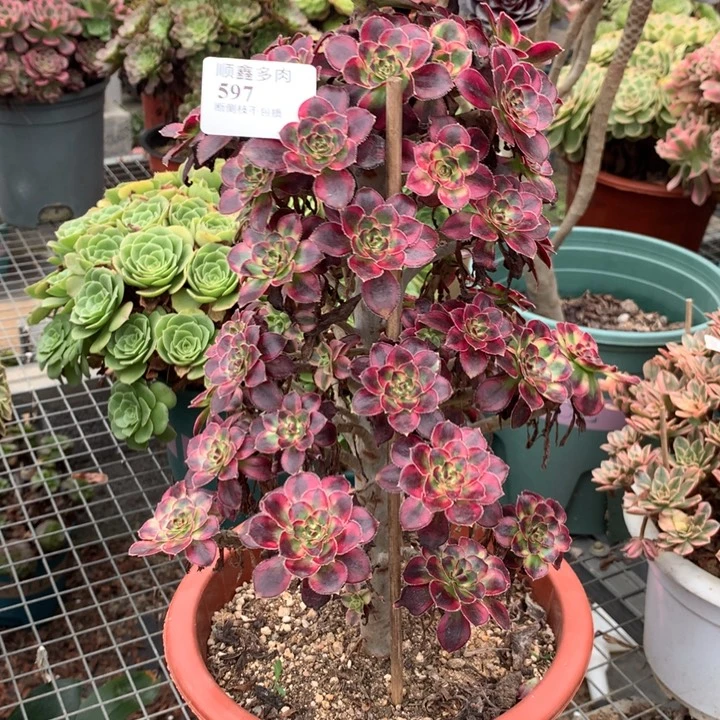 半***过597冰淇淋多肉植物特价