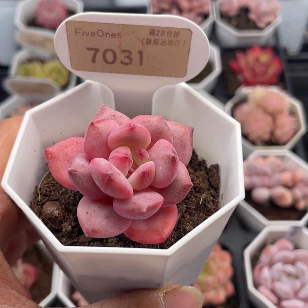 林依晨7031-4.5厘米