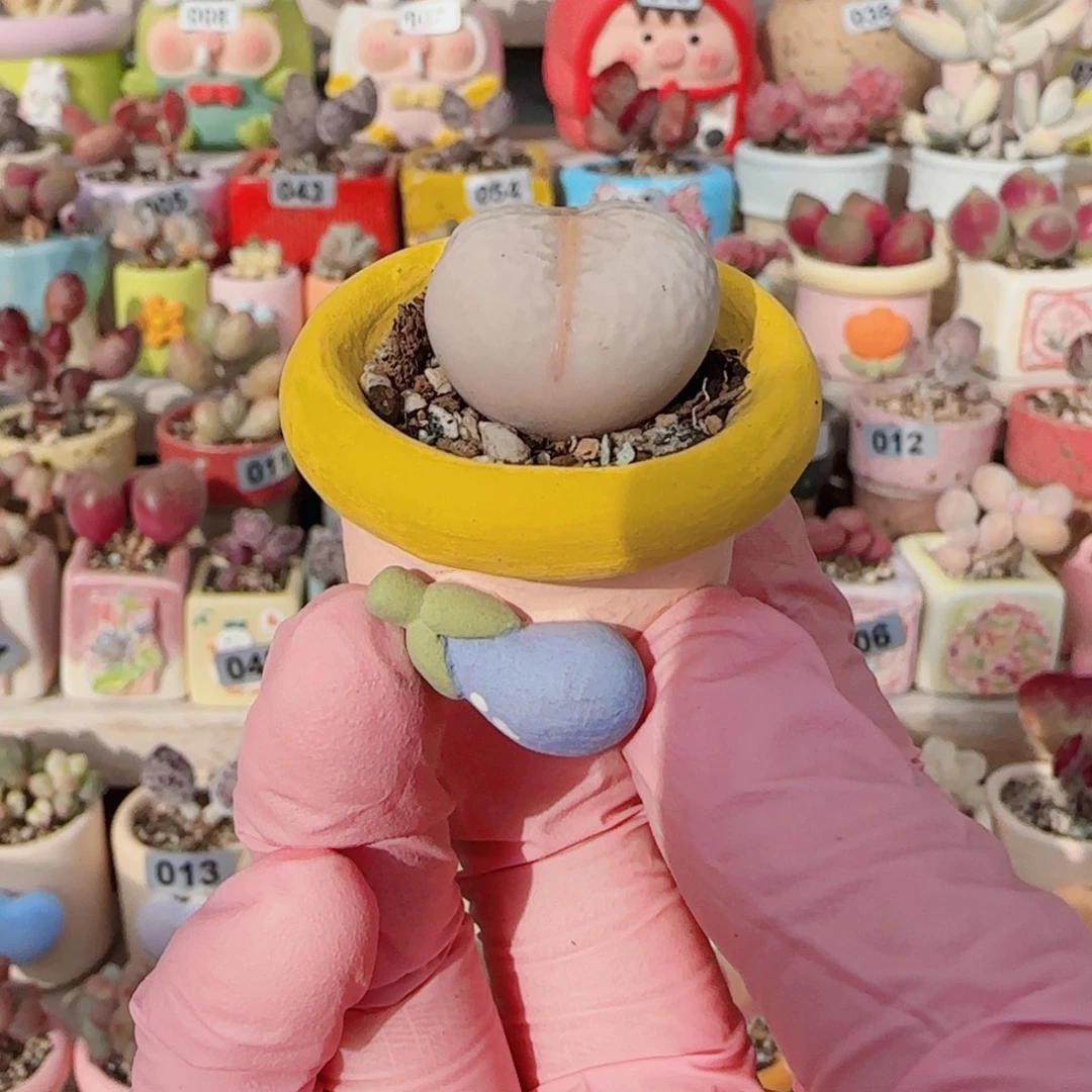 圆滚滚高尔夫 盆口2.5cm