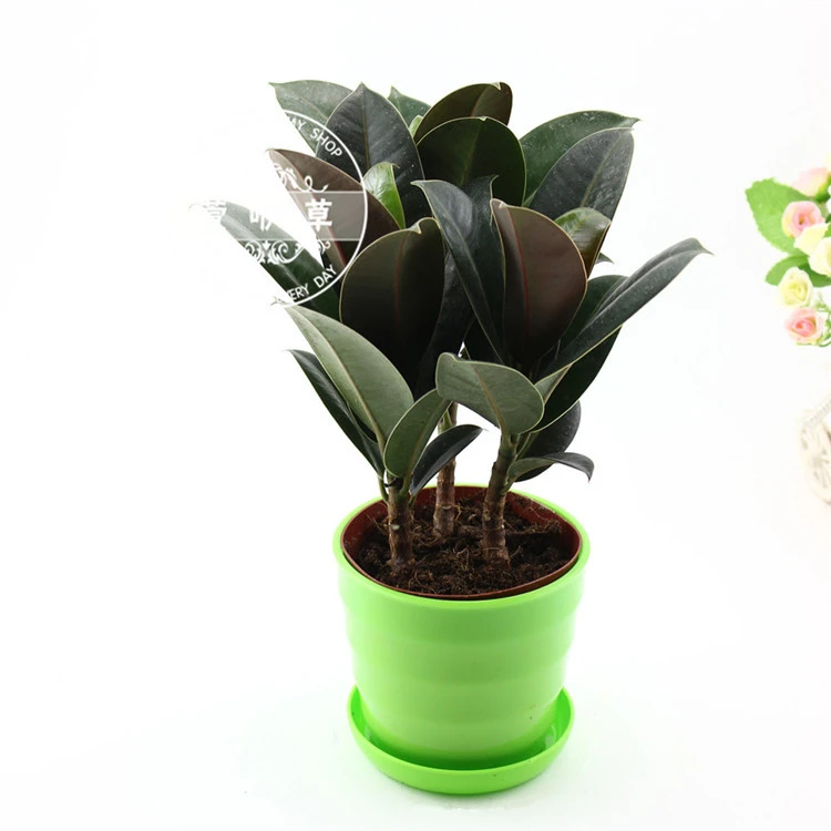 黑金刚批发供应黑金刚盆栽 橡皮树盆栽 居家办公易养观赏盆景