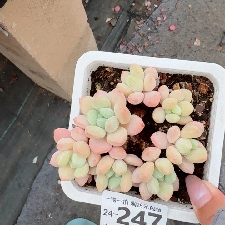 拉丝雨多肉多肉无盆土发货