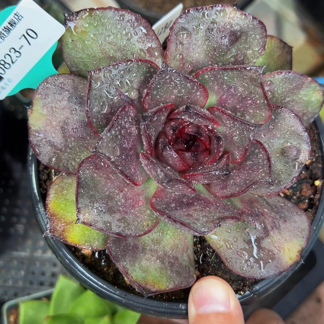 多肉一物一拍0823-70