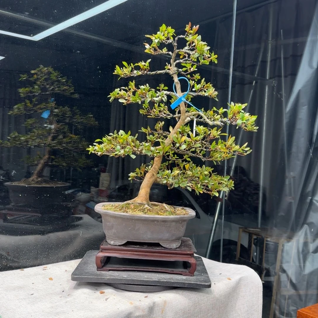 一*花卉苗木花卉苗木