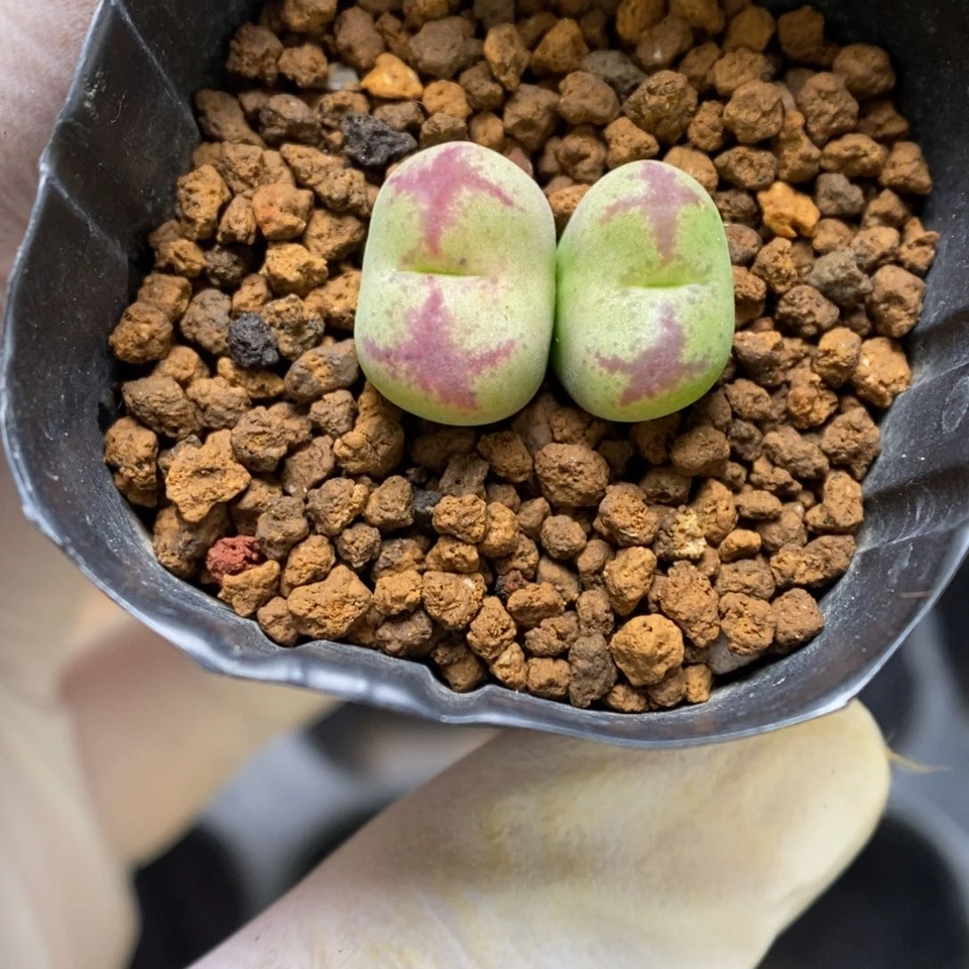 多肉植物肉锥杂交K-3444