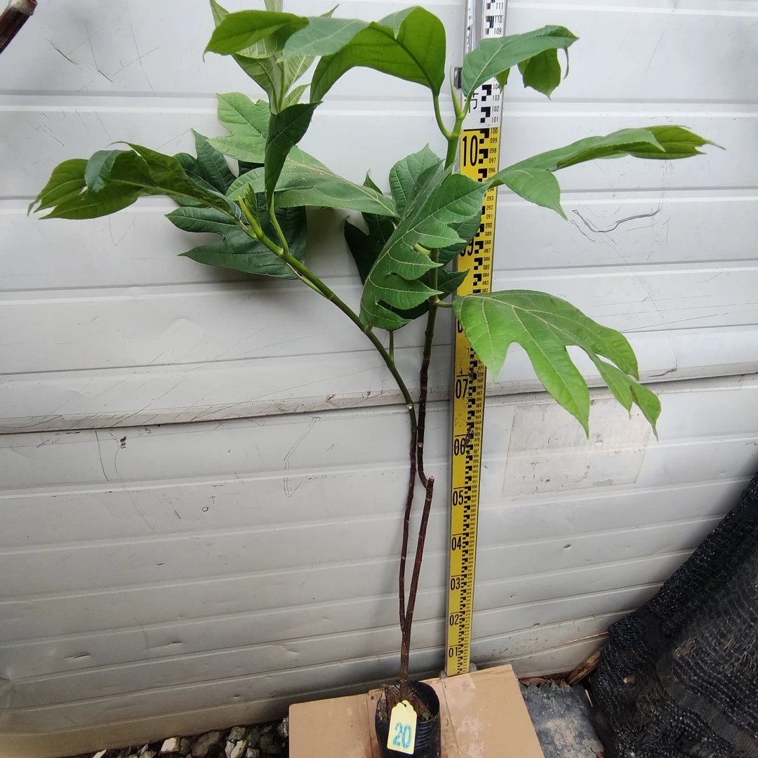面包树面包果大杯苗20号罗蜜树马槟榔面磅树庭院大型绿植结果绿植