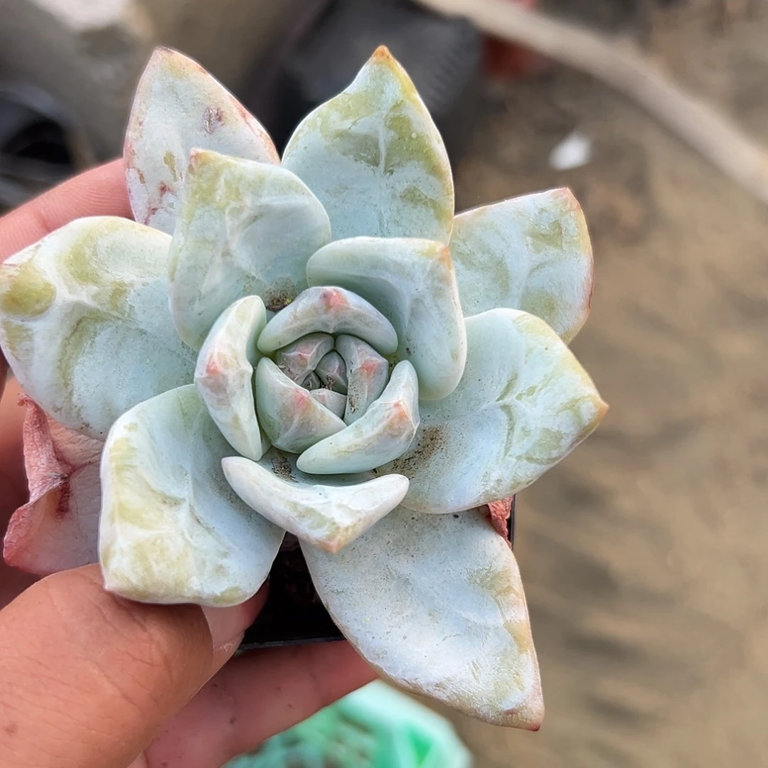 多肉植物多肉植物