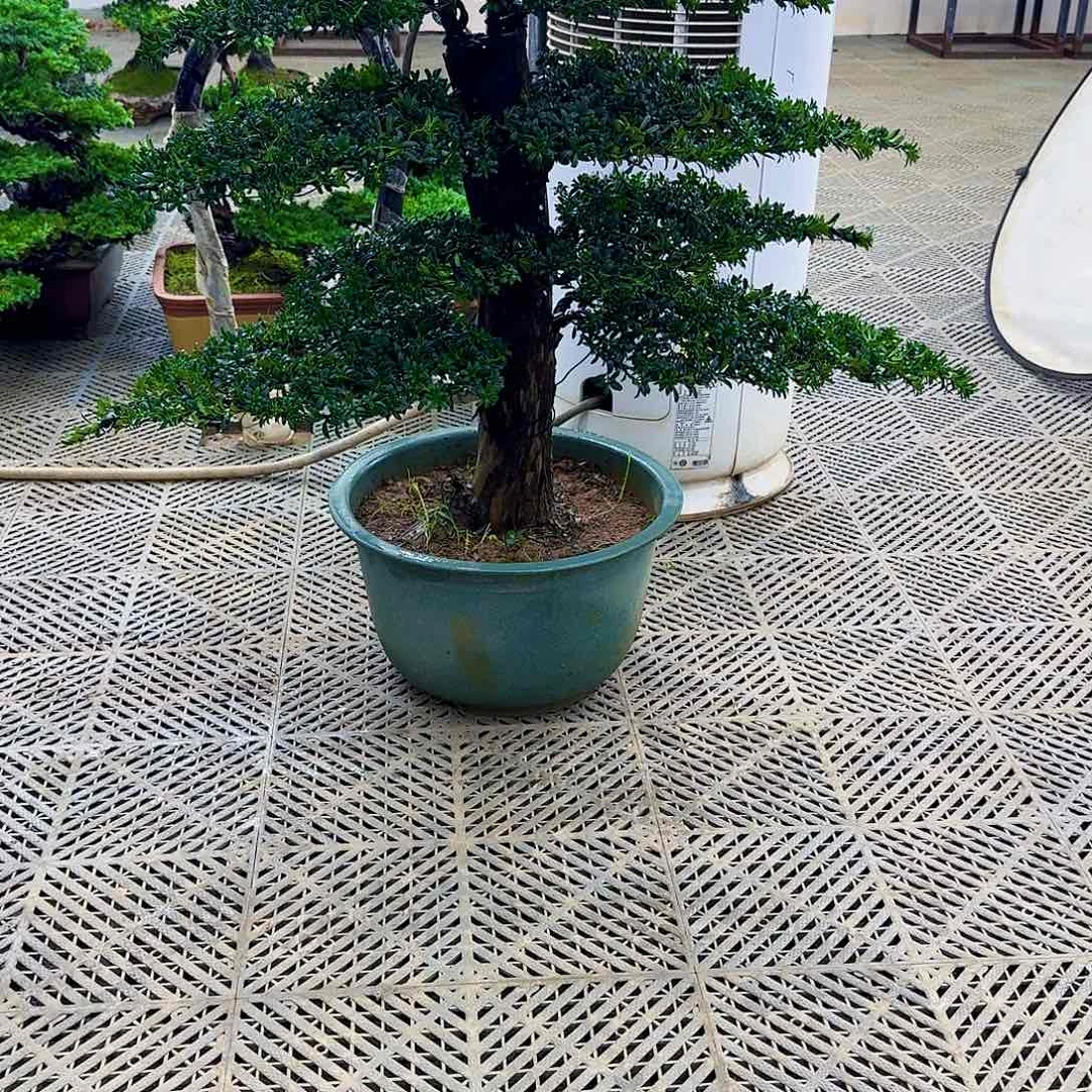 无花朵珍珠红芽罗汉松造型盆景塑料盆