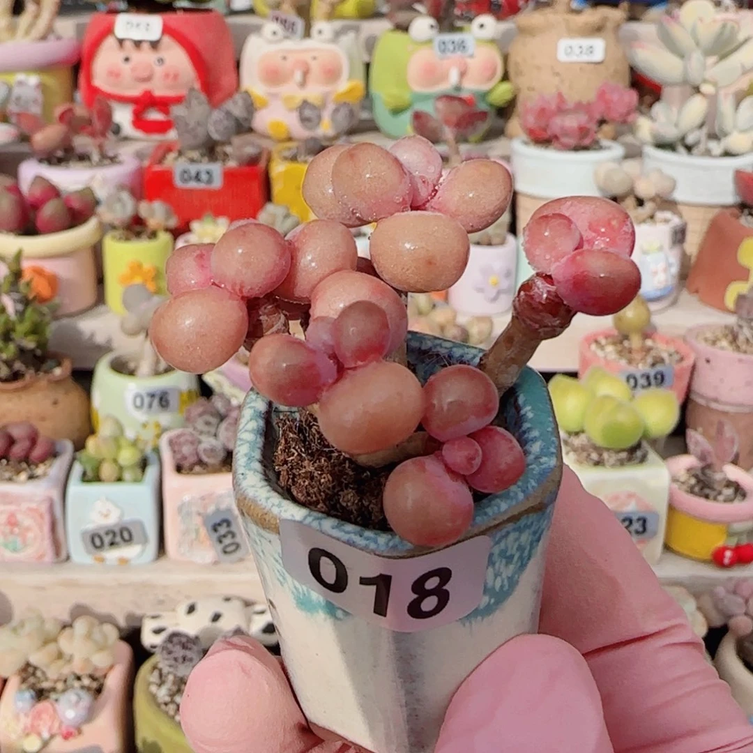 造型桃蛋 盆口2.5cm