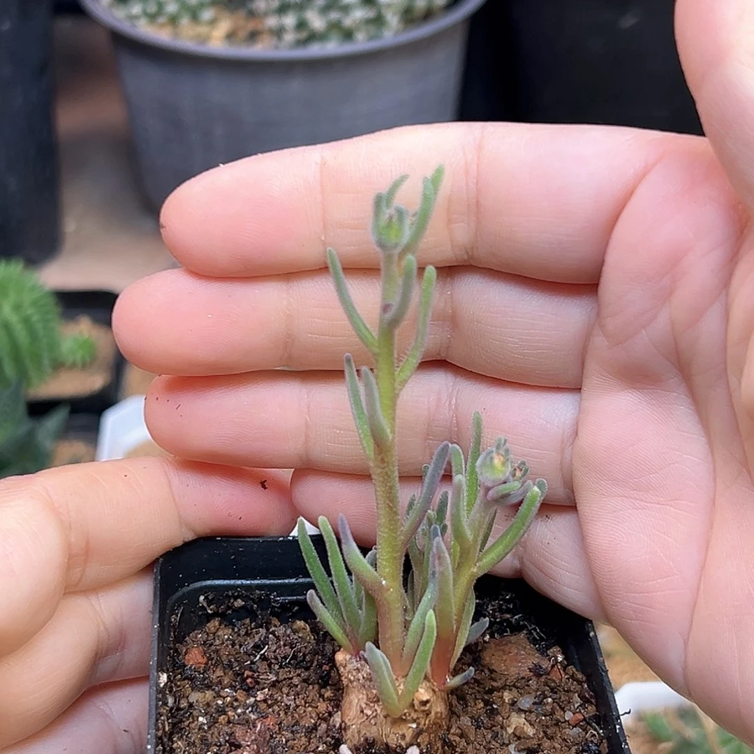 淡青霜开花株母本