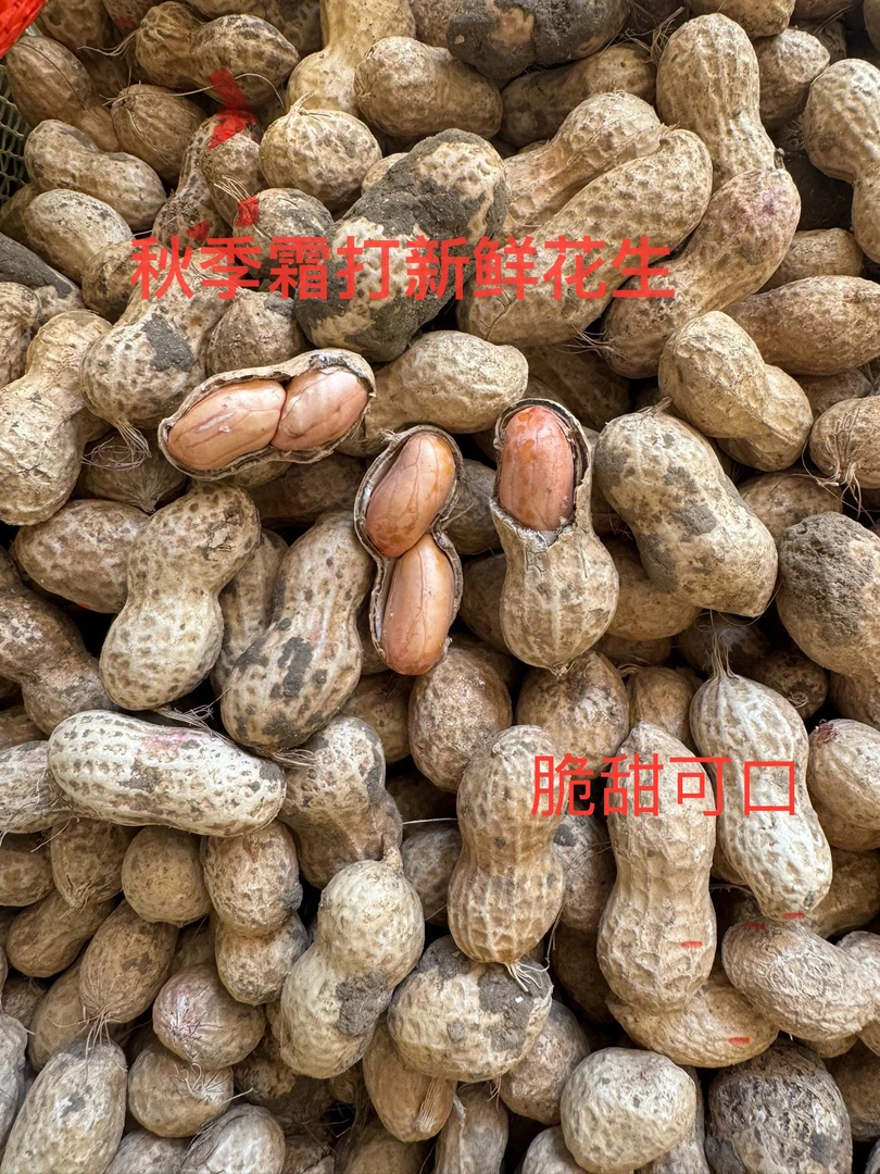 新鲜现挖2025年老品种秋季霜打新鲜花生农家现挖新鲜湿花生