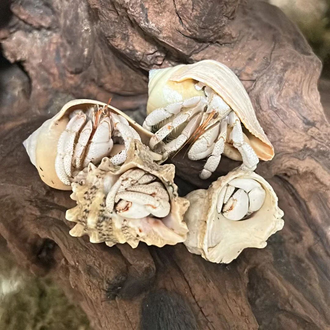 观赏寄居蟹爬宠活体好养 白草莓