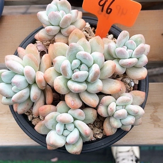 香水96号码牌子的话题