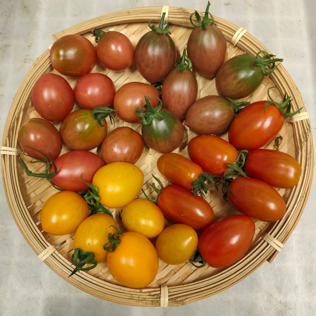 广东汕尾多彩小番茄黄金果紫弹头红甜心红宝石农家山泉水圣女果