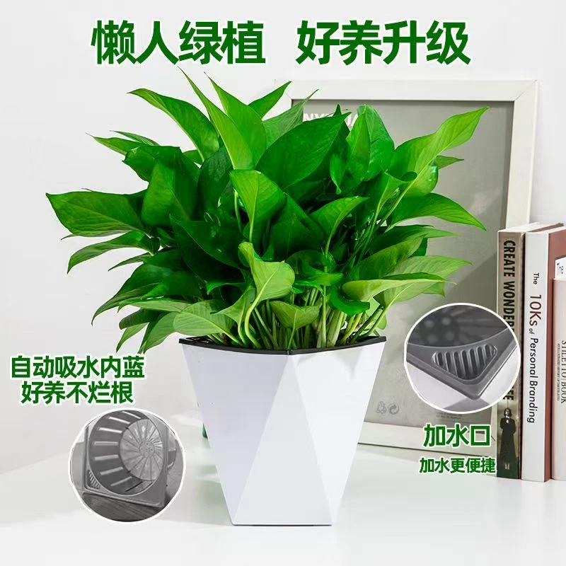 【仿瓷砖石盆】新房绿萝盆栽室内吸除甲醛花卉绿植净化空气长藤绿箩